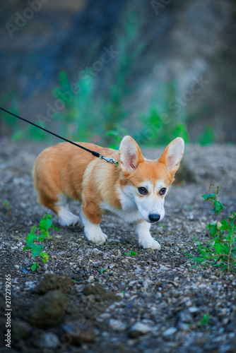 Photo of a corgi dog. Dog portrait, Dog breed Corgi on a leash, in nature