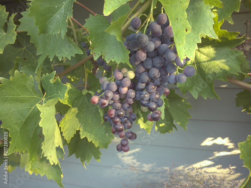 grape harvest for wine