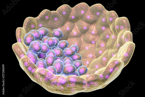 Cross-section of human blastocyst showing inner mass and trophoblast layers, 3D illustration photo