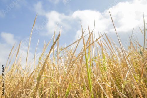 Rice Field