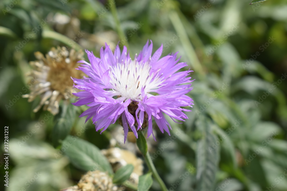Obraz premium Garden