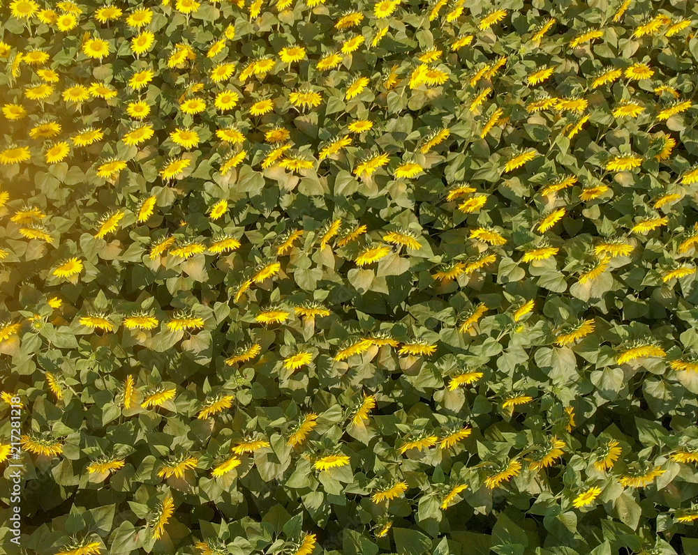 Downward aerial view of sunfloers meadow in summer season from drone Downward aerial view of sunfloers meadow in summer season from drone