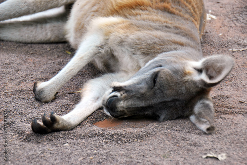Cute kangaroo lying on the ground in the summer heat © MissTyne