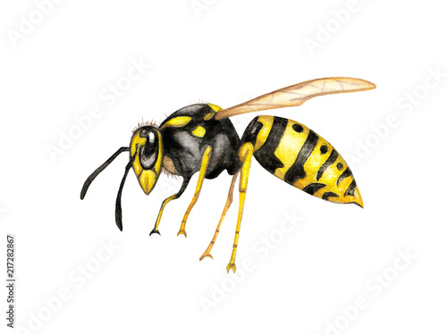 Illustration wasp watercolor on white background isolated