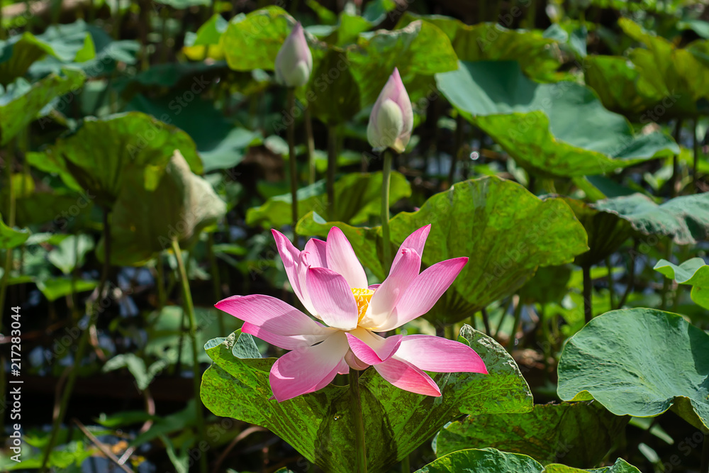 Close up pink lotus flower.