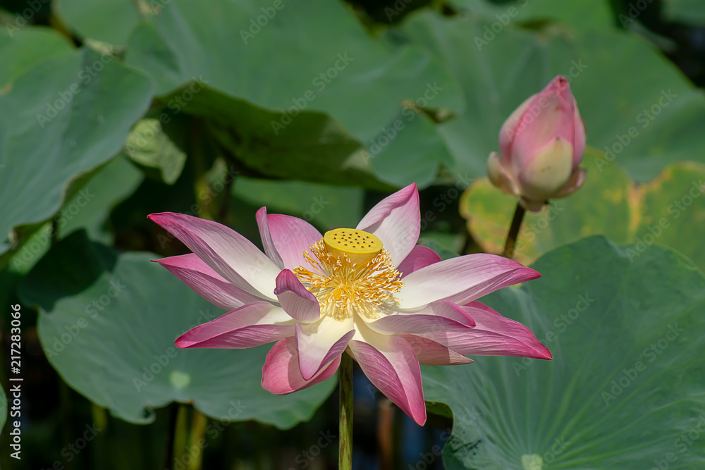 Close up pink lotus flower. Close up pink lotus flower.