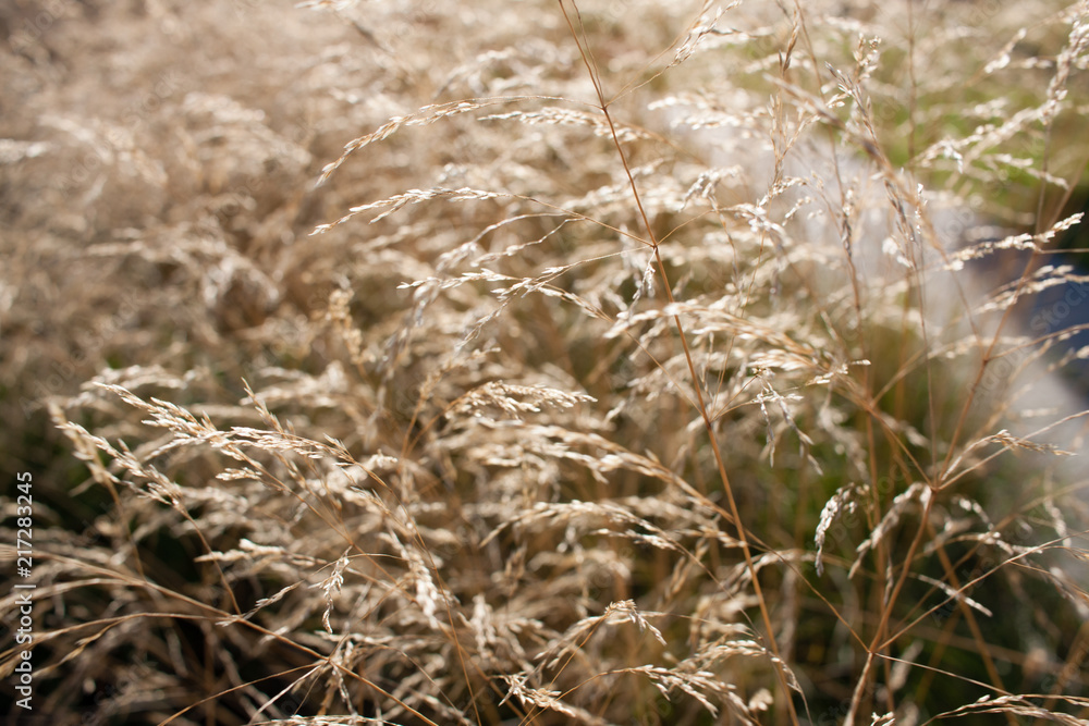 Fototapeta premium Wild plant. Summer