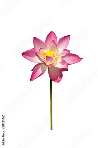 Close up pink lotus flower.