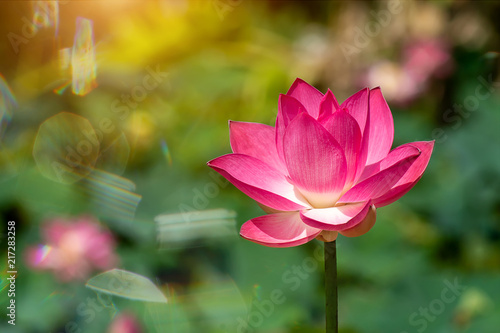 Close up pink lotus flower.