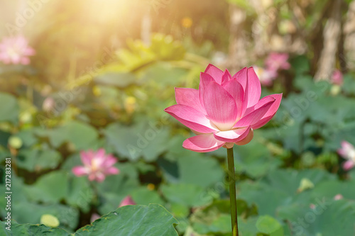 Close up pink lotus flower. © noppharat