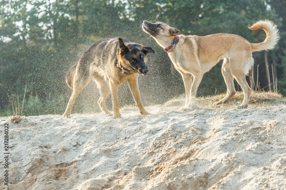 Rough-playing dogs in a sand quarry with bared teeth and splashing ...