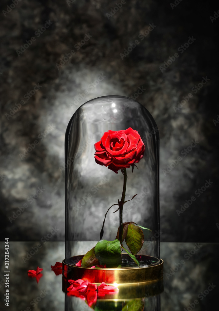 Beautiful red rose under glass cap on table against dark grey background  Stock Photo | Adobe Stock