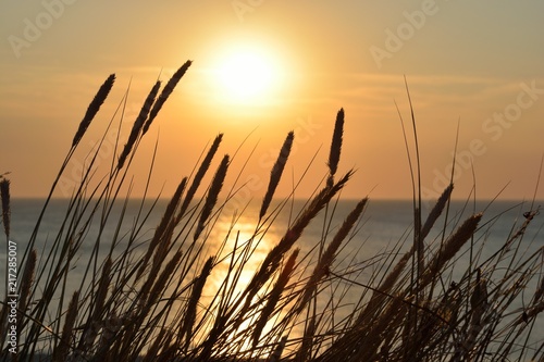 Strandhafer vor Sonnenuntergang auf Sylt