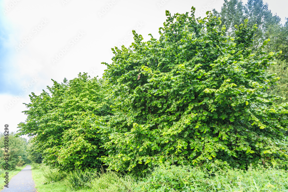 Group of beautiful mature hazelnut bushes, Corylus avellana, in a natural park Group of beautiful mature hazelnut bushes, Corylus avellana, in a natural park