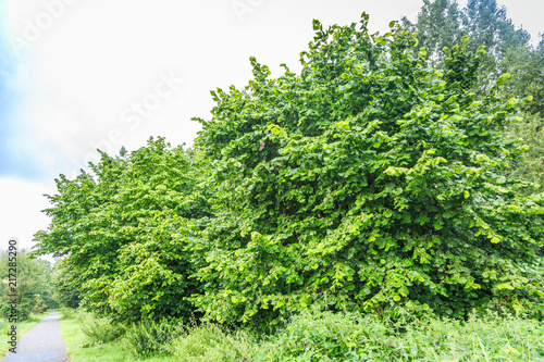 Konstfotografi Group of beautiful mature hazelnut bushes, Corylus avellana, in a natural park