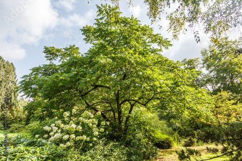 Obraz na płótnie Grey walnut tree, Juglans cinerea, with in the foreground a flowering Hydrangea