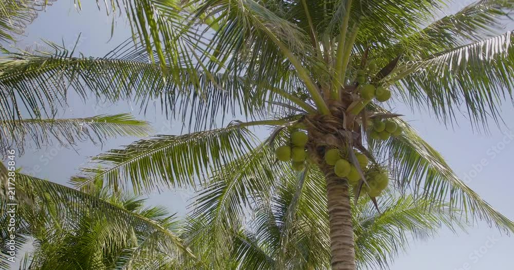 Coconut cluster hanging off the coconut tree. Coconut cluster hanging off the coconut tree.