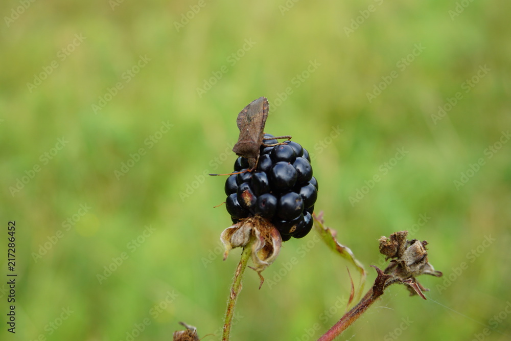 black berry, Käfer black berry, Käfer