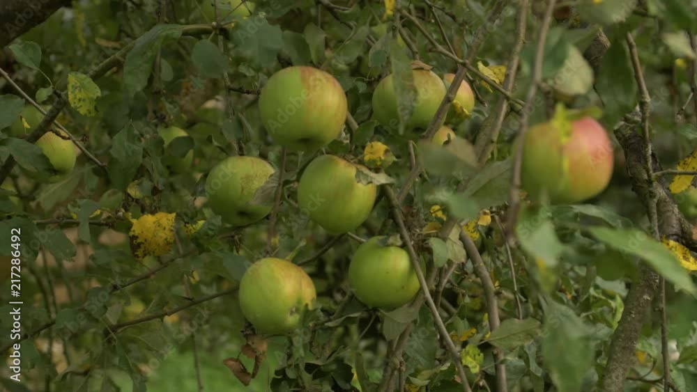 Fresh apples on a tree Fresh apples on a tree