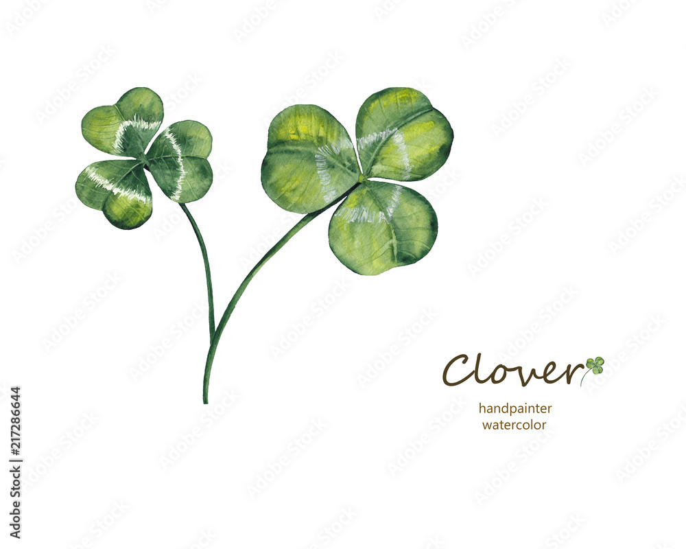 Obraz premium handpainted clover leaves on white background with watercolors