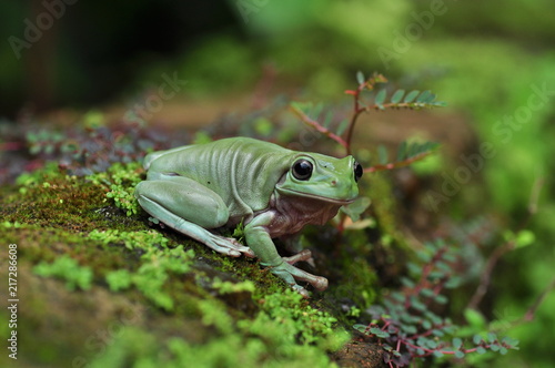 frog, green, cute