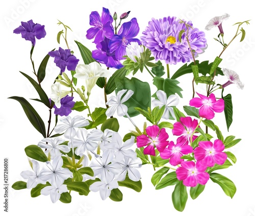 Tropical flowers