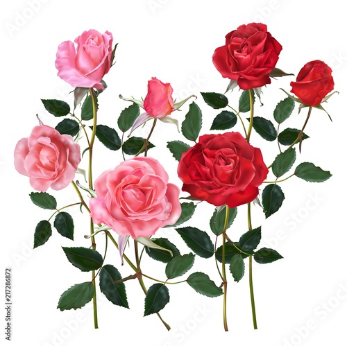 Roses pink and red flowers © umsure