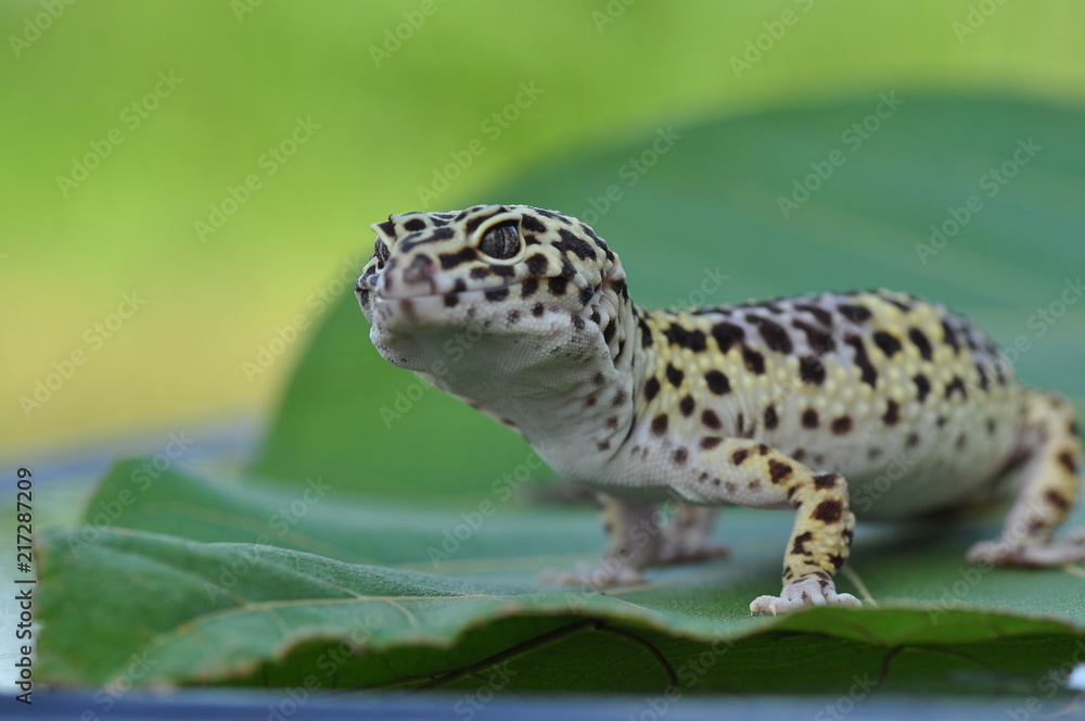 Naklejka premium gecko