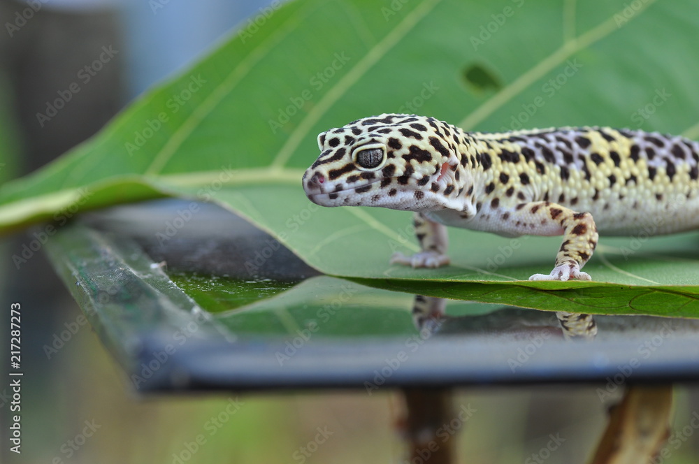Naklejka premium gecko