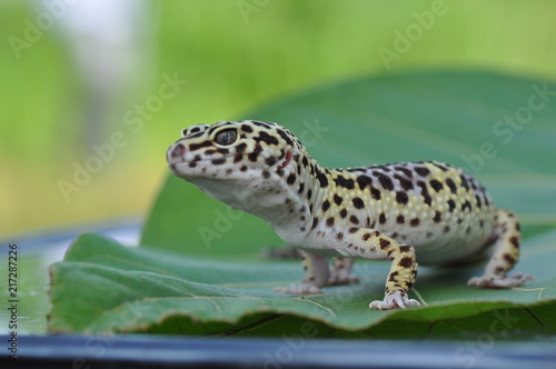 gecko