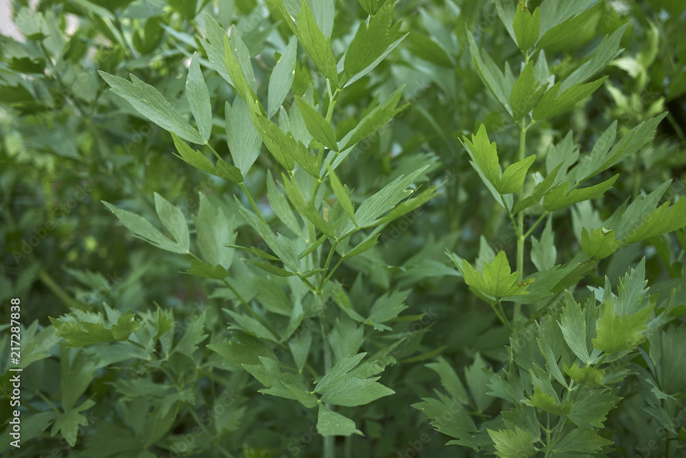 Fototapeta premium Levisticum officinale