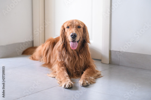 Lovely golden Retriever.