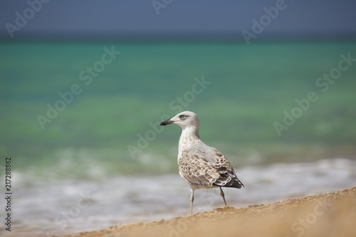 albatross on the sea background