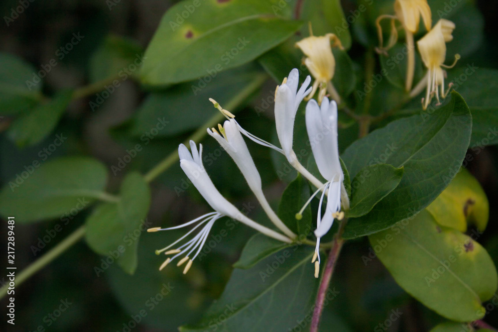 Lonicera japonica or Japanese honeysuckle. Yellow and white flower in garden.