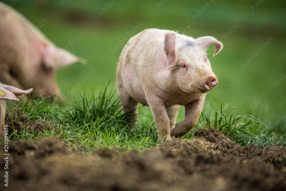 Pigs eating on a meadow in an organic meat farm Pigs eating on a meadow in an organic meat farm