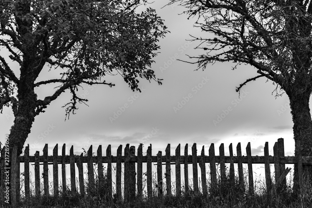 Obraz premium Black and white silhouette of an old wooden rural fence standing between two trees
