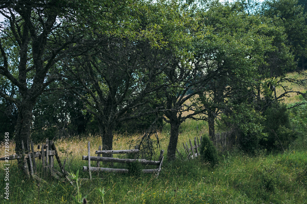 Green trees growing along a broken old wooden rural fence on a summer evening at twilight Green trees growing along a broken old wooden rural fence on a summer evening at twilight