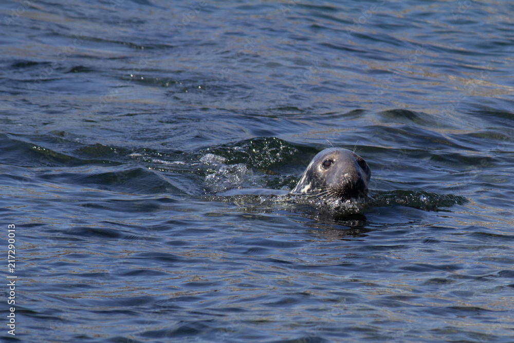 Fototapeta premium A seal swimming in the North Sea