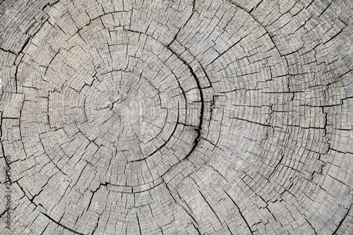 Texture of rough surface felled tree weathered with annual rings. Concept of long life longevity aging. A background with copy space of gray stump wood