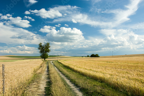 Road through fields, one tree and white clouds in the blue sky