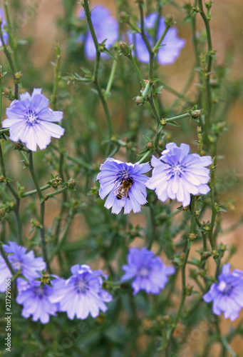 closeup of a blue chicory blossom with a honeybee