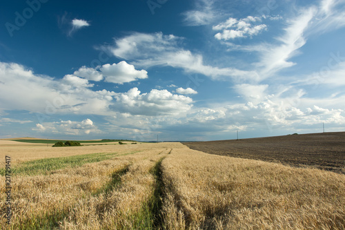 Field of grain and next to a plowed field, white clouds in the blue sky