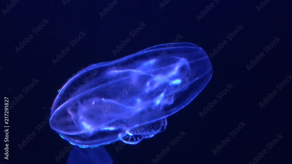 Beroe cucumis, comb jelly, shimmering in the water, 4K, raw Beroe cucumis, comb jelly, shimmering in the water, 4K, raw