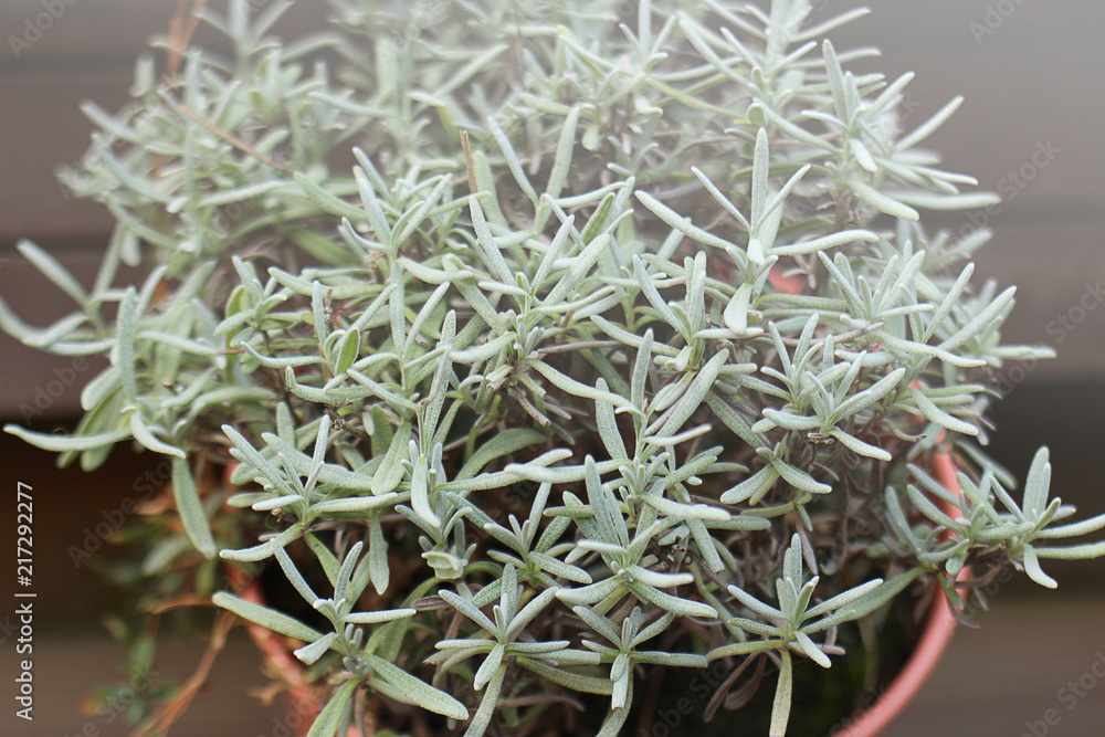 lavendel lavendel