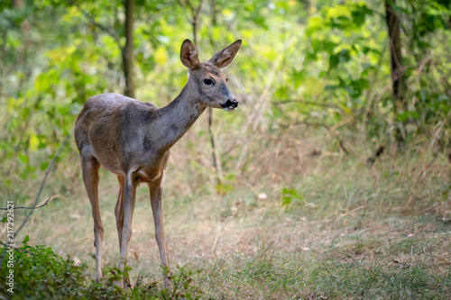 Roe deer in forest  Capreolus capreolus. Wild roe deer in nature.