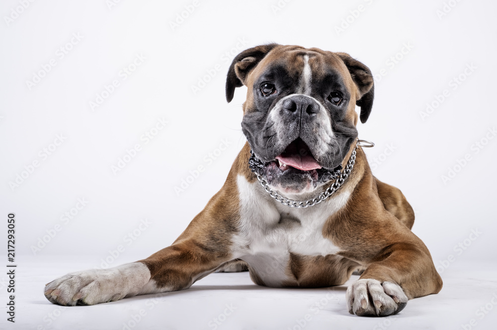  Boxer dog sitting and looking at camera