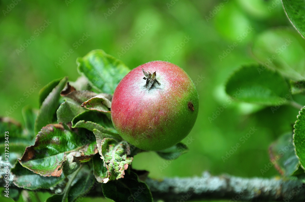 half ripe apple of cultivar brettacher half ripe apple of cultivar brettacher