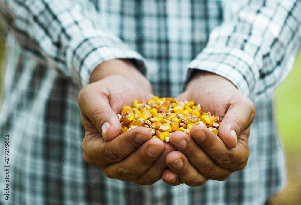 Fresh corn in hands Fresh corn in hands