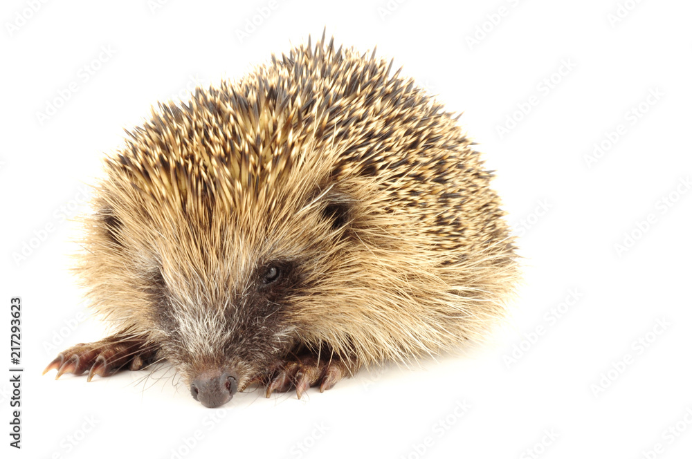 Hedgehog Hedgehog