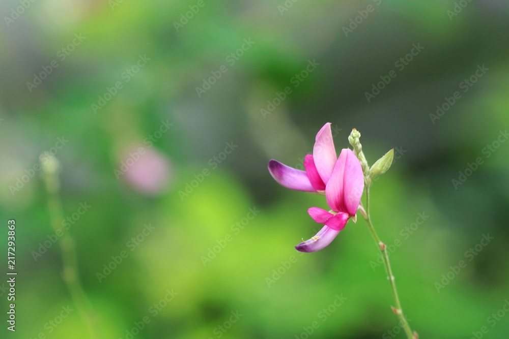 Beautiful little pink flower with blurred flowers and green leaves in sunlight of spring time background. Soft focus. Flower, nature background concept.